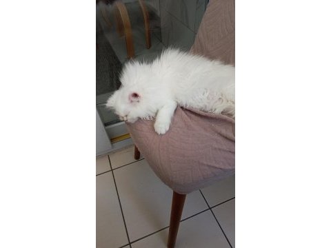 2 aylık beyaz kedimiz