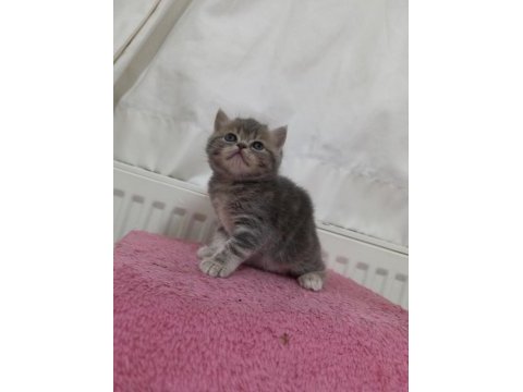 Güzeller güzeli exotic shorthair