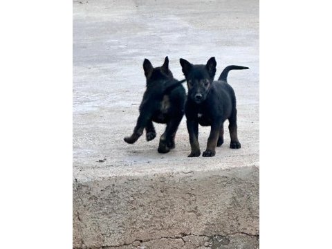 Anne baba a kalite belçika kurdu yavrular