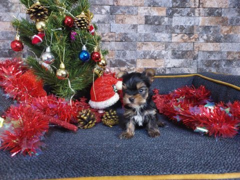 Mikro tea cup yorkshire terrier yavrumuz