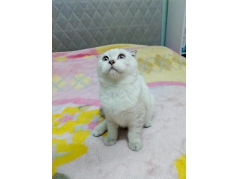 Sıfır kulak scottish fold