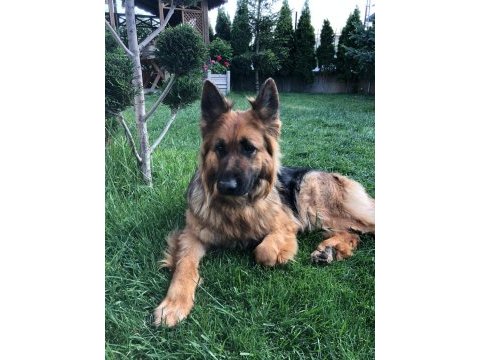 Alman shepherd uzun tüylü
