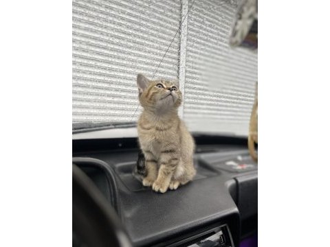 British shorthair golden black