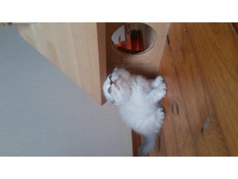 Scottish fold dişi ve erkek yavrular