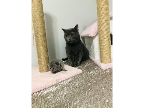 Kızımız british shorthair