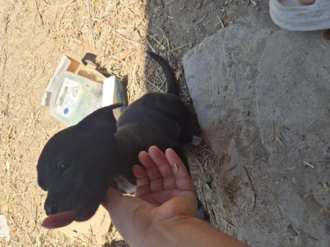Sevimli köpekler sıcak bir yuva arıyor