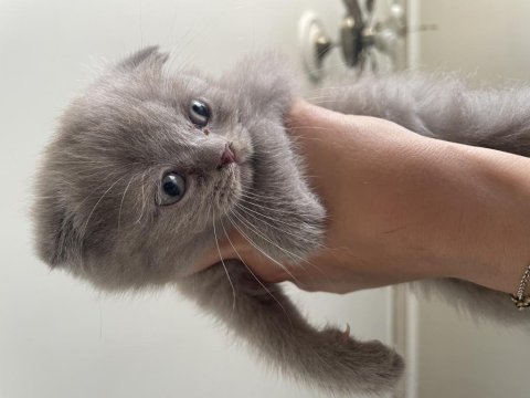 2 aylık scottish fold yavrular