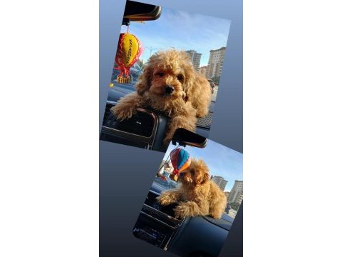 2 aylık yavru maltipoo dişi