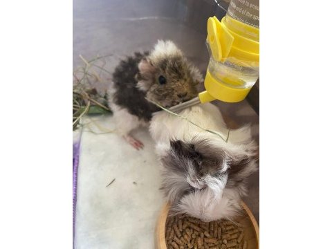 Sütten kesilen bebek ginepigler