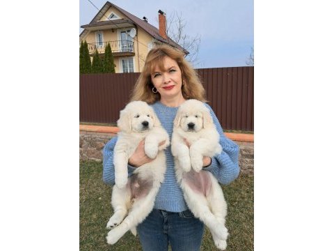 Golden retriever yavrularımız evinizin neşesi olacaktır