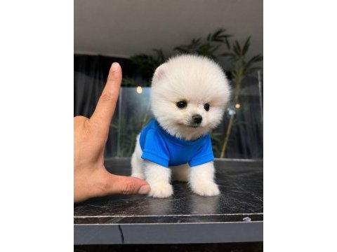 Show kalite pomeranian boo yavrular