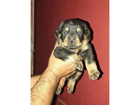 Koca kafa rottweiler yavruları