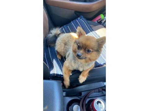 Pomeranian spitz sahiplendirme