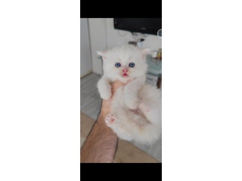 British longhair kedisi