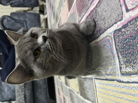 British shorthair çiftleştirme ilanıdır