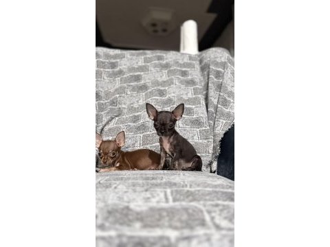 Kg garantili teacup chihuahua bebekler