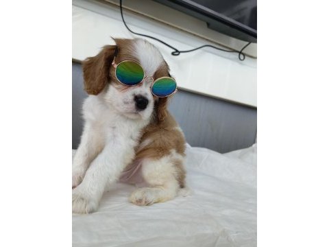 Ev ortamından safkan cavalier king charles yavrular