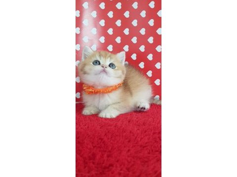 Ankarada ziyarete açık ny12 golden british shorthair