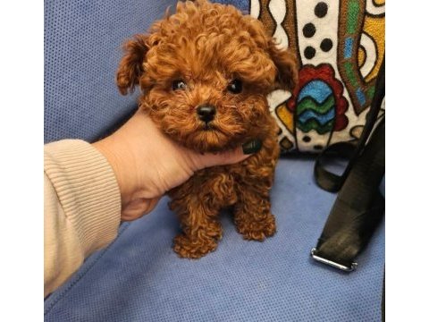 Ruhsatli köpek çiftliğinden toypoodle yavrularımız 