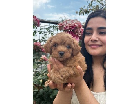 Çok şirin maltipoo yavrularımız
