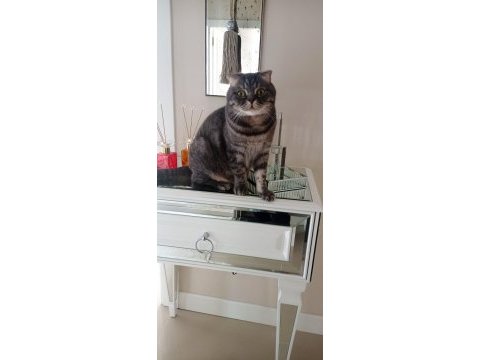 Kedimiz krala yeni yuva arıyorum