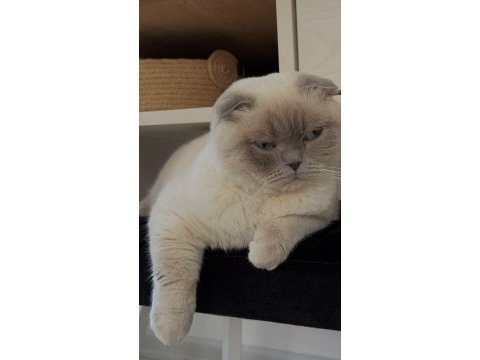 Kedi sahiplendirme