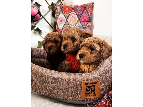 Kıvır kıvır orjinal poodle minişlerim