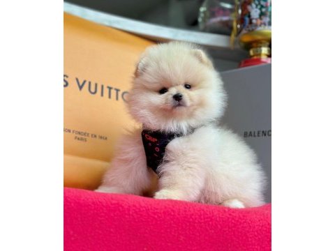 Safkan pomeranian boo bebekler