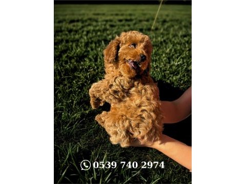 Dişi toy poodle