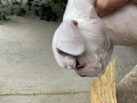45 günlük fransız dişi merle bulldog