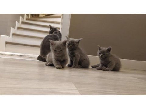 British shorthair dik kulak