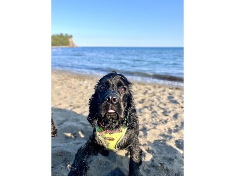 Köpeğimiz ömürlük aile arıyor