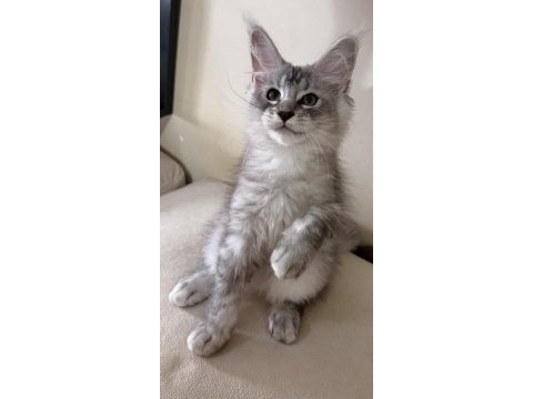 Xxl maine coon yavrular