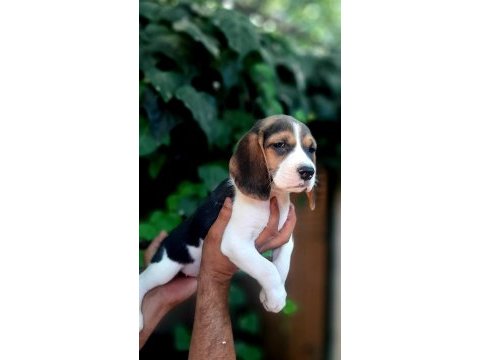 Beagle yavrularımız safkan bebişler