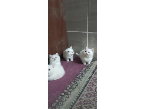 2 aylık british shorthair yavrular