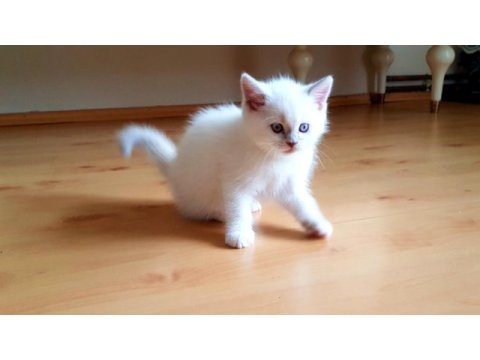 Safkan british shorthair anne altından yavrular