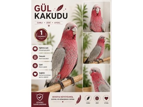Gül kakadu papağanı