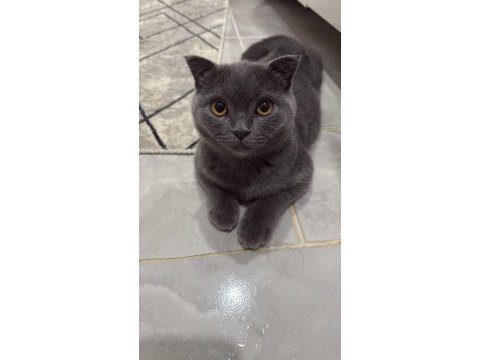 Brıtısh shorthair 8 aylık