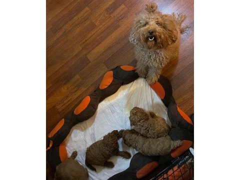 Toy poodle yavrular