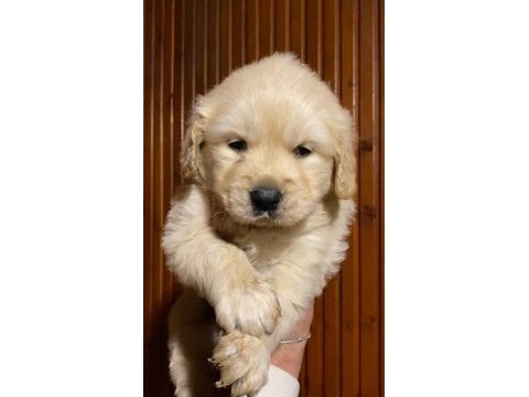 Irk garantili golden retriever yavrularımız