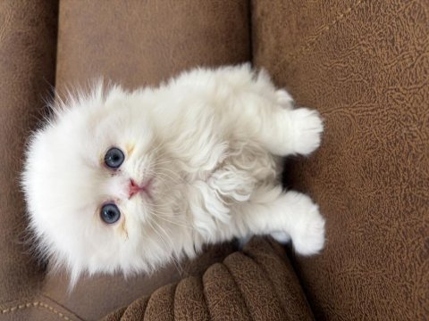 Bembeyaz mavi gözlü scottish longhair erkek yavrularımız