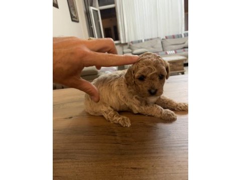 Çok tatlı orijinal toy poodle yavruları