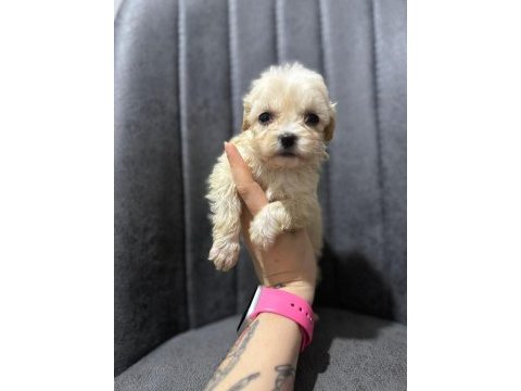 Maltipoo yavrularımızı canlı görerek alabilirsiniz