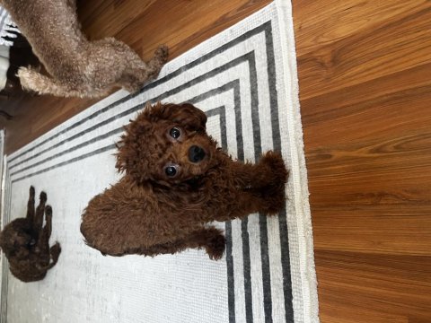 Toy poodle 9 aylık