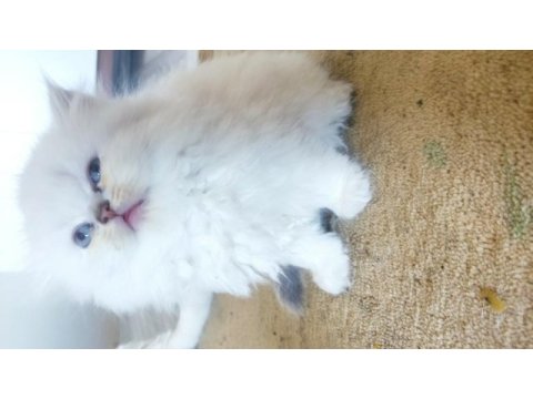 British longhair dişi bebekler