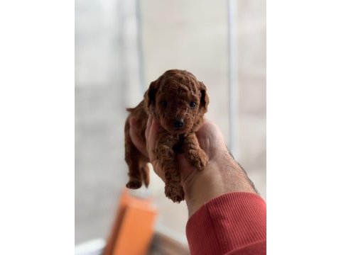 Kore poodle yavrular