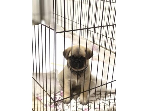 Dişi pug yavru köpeğimiz