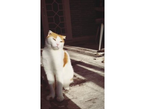 Scottish fold van mix beyaz turuncu