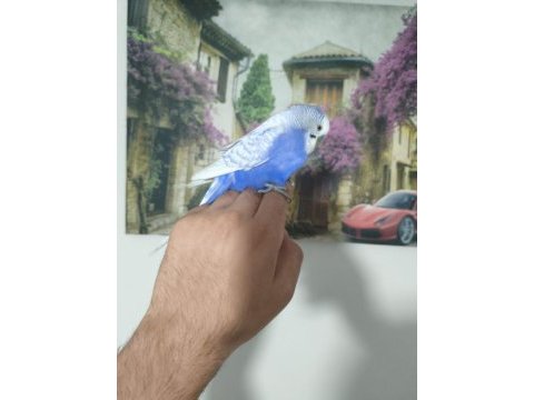 Acil muhabbet kuşumuz