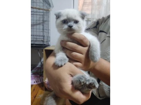 50 günlük scottish fold bebişler